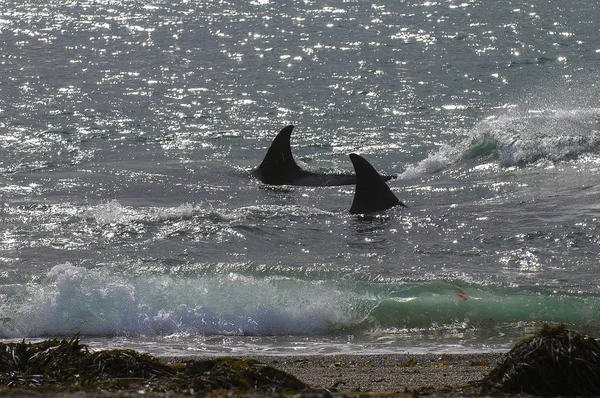 Baleine Noire Patagonie Argentine — Photo