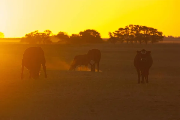 Vacas Pastando Con Puesta Sol Fondo — Foto de Stock