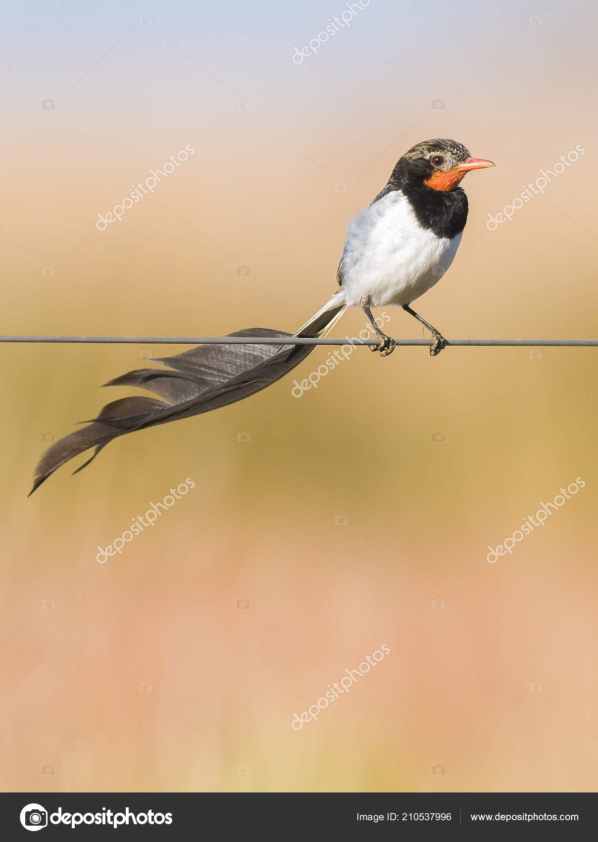 Strange Tailed Tyrant Alectrurus Risora Stock Photo Image By C Foto4440