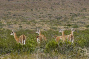 Guanacos doğada, La Pampa, Arjantin