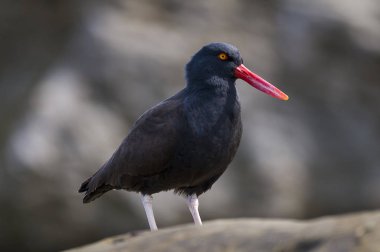 Siyahımsı Oystercatcher kuş görünümü kapatın