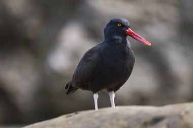 Siyahımsı Oystercatcher kuş görünümü kapatın