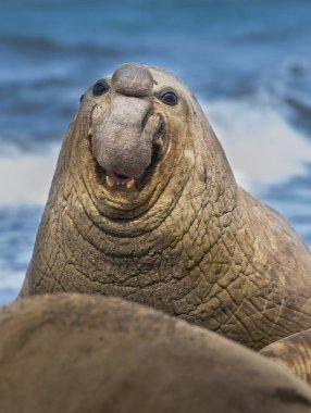 Elephant seal, Patagonia Argentina clipart