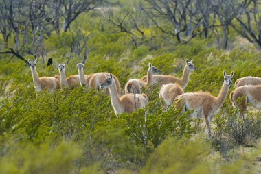 Guanacos doğada, La Pampa, Arjantin