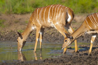 African wild antelopes in nature  clipart