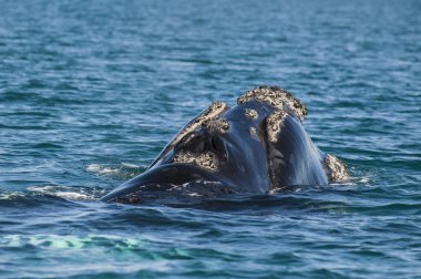 Balina, Patagonia, Arjantin 