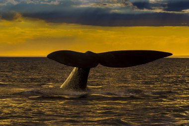 Balina, Patagonia, Arjantin 