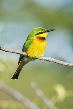 Arı yiyen dal üzerinde oturan