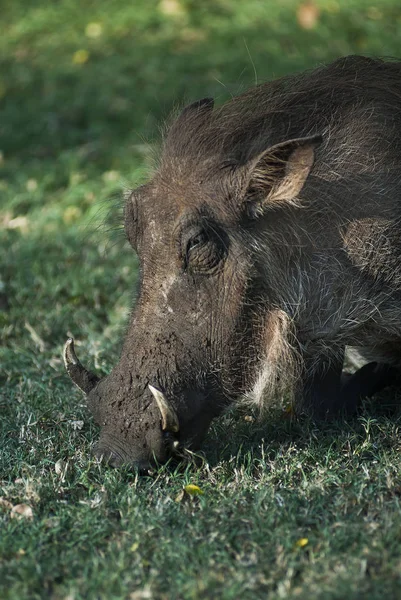 Warty Pig Grazing South Africa — Stock Photo, Image