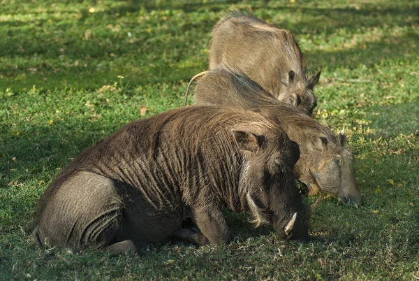 Warty Pigs Pazing África Sul — Fotografia de Stock