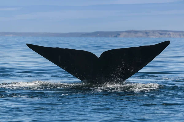 Baleine Noire Patagonie Argentine — Photo