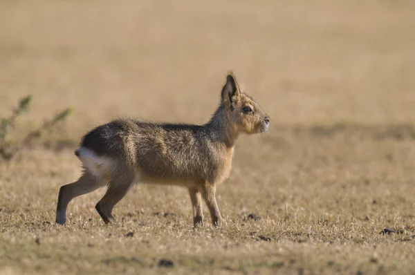 Mara Patagońska Patagonia Argentyna — Zdjęcie stockowe