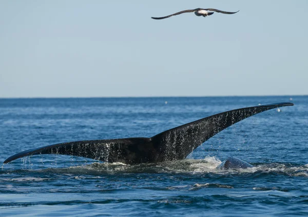 セミクジラ パタゴニア アルゼンチン — ストック写真