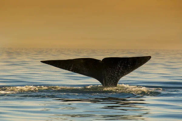 Ballena Franca Patagonia Argentina — Foto de Stock