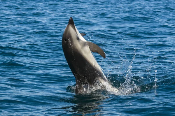 Dusky Dolphin Патагония Аргентина — стоковое фото