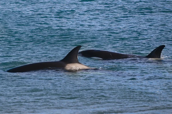 セミクジラ パタゴニア アルゼンチン — ストック写真