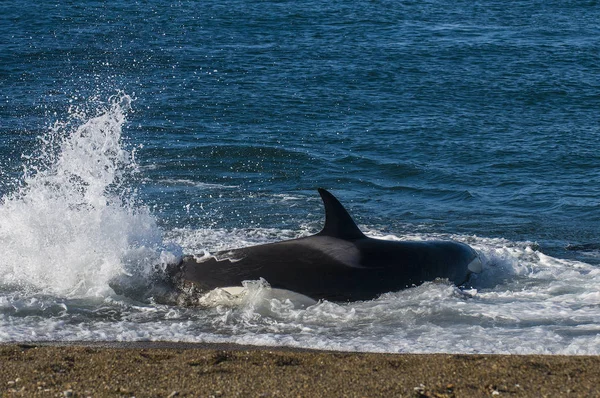 Right Whale Patagonia Argentina — Stock Photo, Image