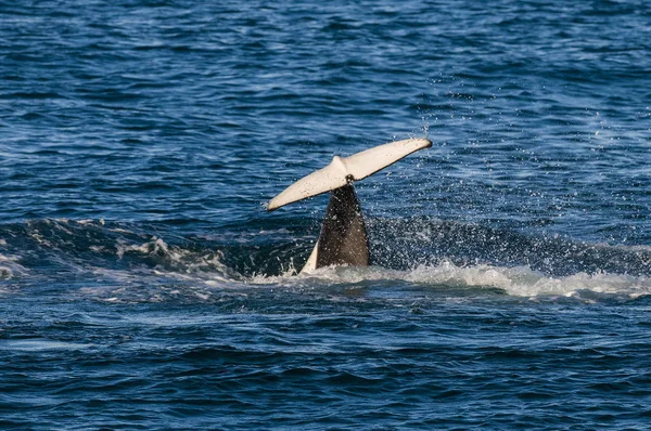 Baleine Noire Patagonie Argentine — Photo