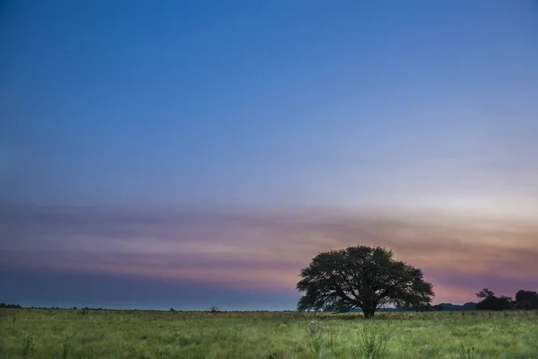 Pampas Naturalnym Krajobrazem Pampa Argentyna — Zdjęcie stockowe