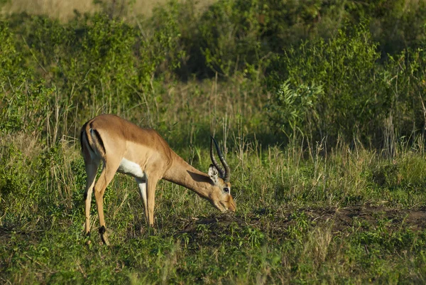 Vahşi Impala Adlı Güney Afrika — Stok fotoğraf