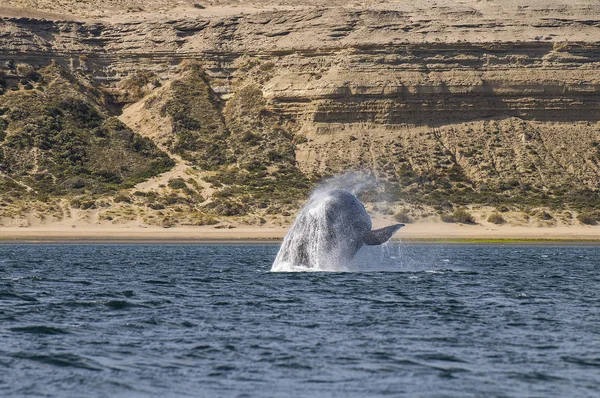 Eteläinen Oikea Valas Eubalaena Australis — kuvapankkivalokuva