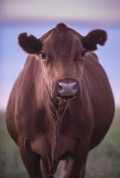 Dairy Cow Countryside — Stock Photo, Image