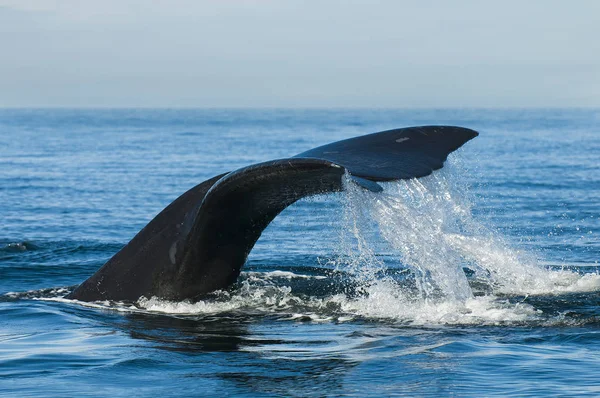 Balena Franca Patagonia Argentina — Foto Stock