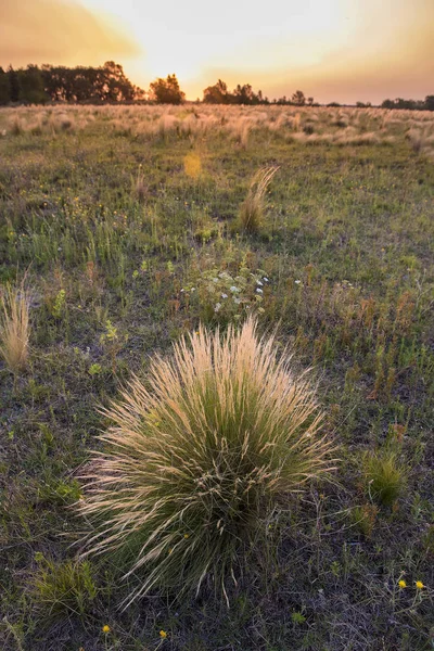与自然景观的草原 阿根廷 潘帕斯草原 — 图库照片