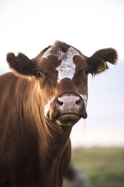 Молочна Корова Сільській Місцевості — стокове фото