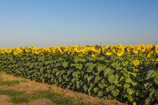 Pampas Landscape with sunflowers, La Pampa, Argentina