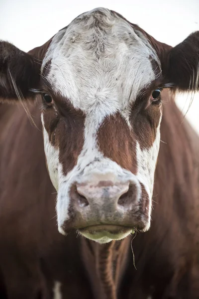 Vaca Lechera Campo —  Fotos de Stock