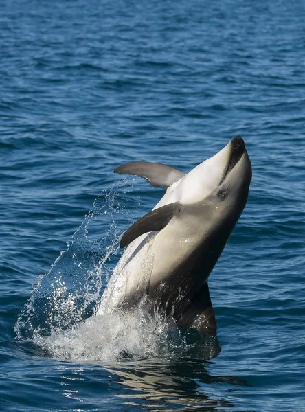 Dusky Dolphin Patagonia Argentinië — Stockfoto