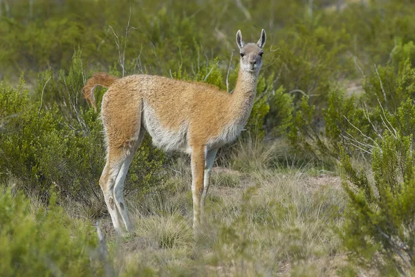 Guanacos Természetben Pampa Argentína — Stock Fotó