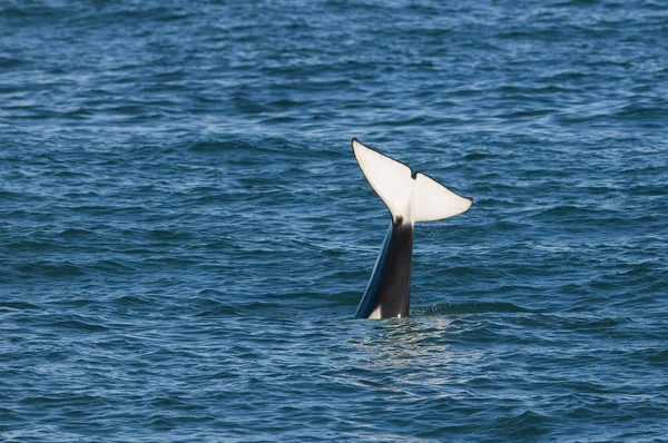 Right Whale Patagonia Argentina — стоковое фото