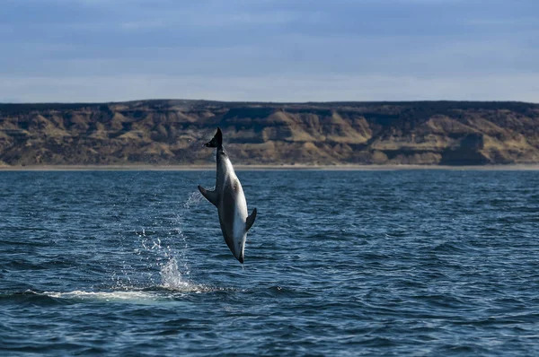 Dauphin Sauter Dans Eau Patagonie — Photo