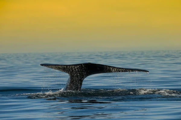 Ballena Franca Patagonia Argentina — Foto de Stock