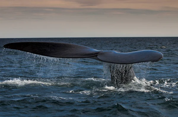 Δικαίωμα Φάλαινα Παταγονία Αργεντινή — Φωτογραφία Αρχείου