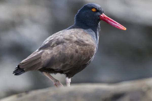 Siyahımsı Oystercatcher Kuş Görünümü Kapatın — Stok fotoğraf