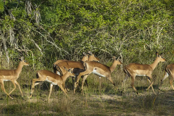 南アフリカ共和国で野生のインパラ — ストック写真