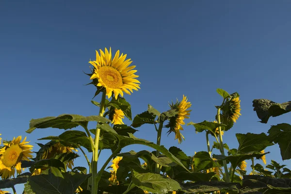 Pampaslandschaft Mit Sonnenblumen Pampa Argentinien — Stockfoto