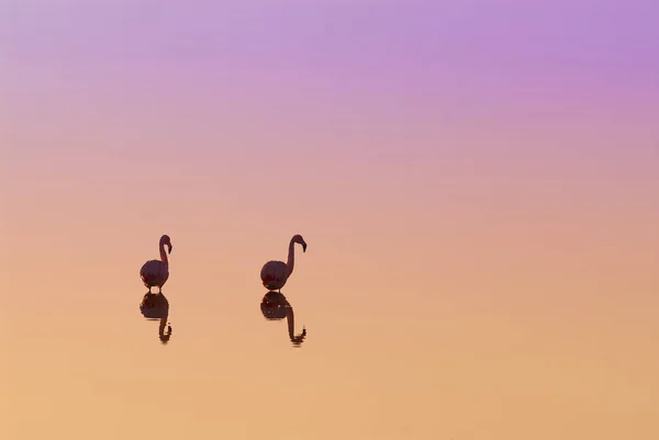 Фламинго Стоят Чистой Воде Закате — стоковое фото