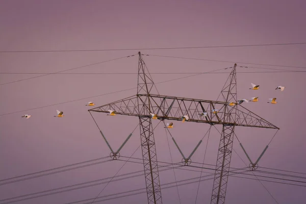 Fåglar Som Sitter Electric Pole — Stockfoto