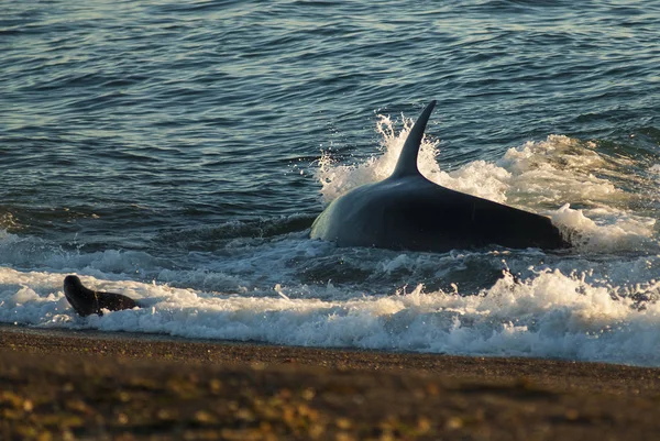 Baleine Noire Patagonie Argentine — Photo