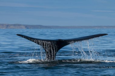 Güney gerçek balinası, Eubalaena Australis