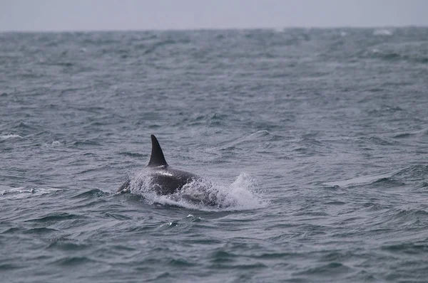 Southern Right Whale Eubalaena Australis — Stock Photo, Image