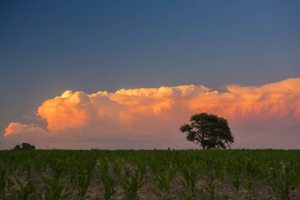 Pampas Naturalnym Krajobrazem Pampa Argentyna — Zdjęcie stockowe