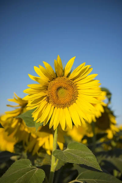 Pampaslandschaft Mit Sonnenblumen Pampa Argentinien — Stockfoto