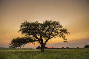 Pampa ile doğal peyzaj, La Pampa, Argentina