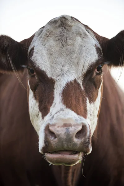 Молочна Корова Сільській Місцевості — стокове фото