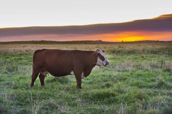 Αγελάδων Γαλακτοπαραγωγής Στο Ύπαιθρο — Φωτογραφία Αρχείου